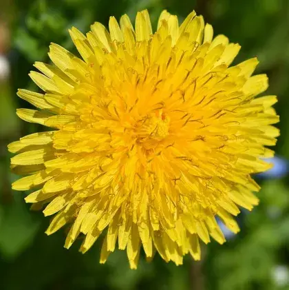 Löwenzahnblüte