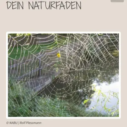 Spinnennetz