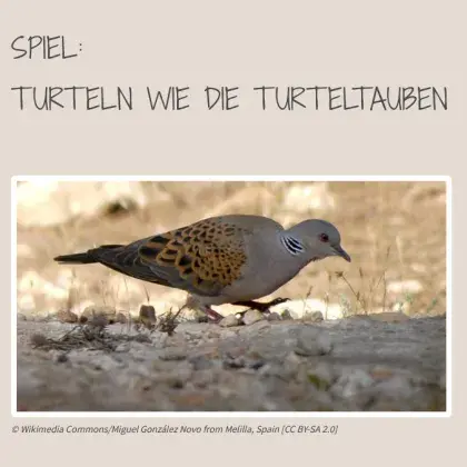 Turteltaube
